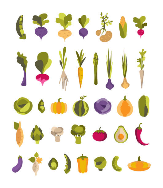 ilustraciones, imágenes clip art, dibujos animados e iconos de stock de colección vectorial con verduras de colores patatas, aguacate, alcachofa, boniato y otros. conjunto de 37 ilustraciones para vegano, jardinero, restaurante, verdulería, impresión - rutabaga