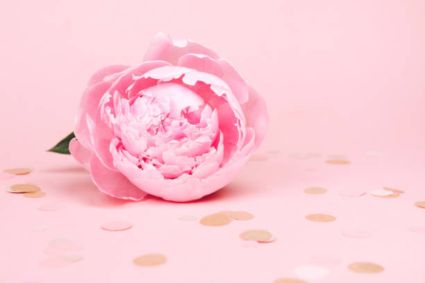 istock Peony flower on pink background 1212840685