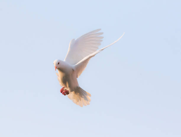 istock white feather pigeon flying against clear blue sky 1212841817