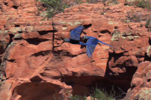 istock Indigo Macaw couple flying over the rocky wall 1212841955