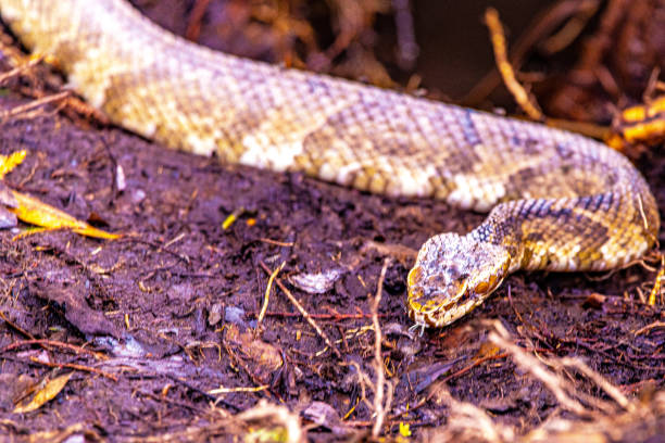 istock Wildlife in the Everglades 1212842530