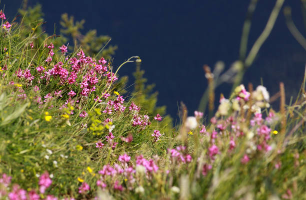 Colorful endemic plant species in june, in the mountains of Romania
