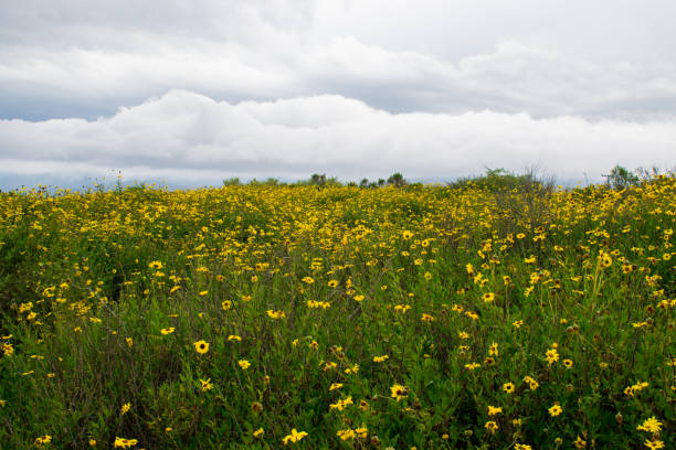 istock Life in Carpinteria, California 1212846617