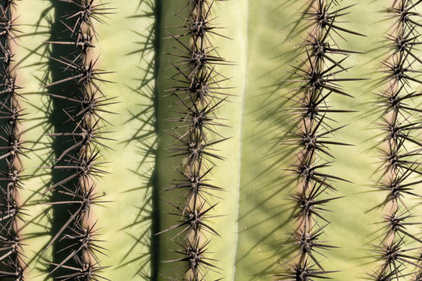 istock Giant Saguaro Cactus Texture Background 1212847426