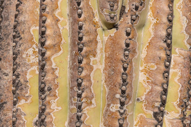 Closeup of a saguaro cactus in Arizona desert, United States of America.