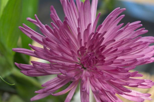 istock Beautiful pink/purple chrysanthemum flower. 1212847616