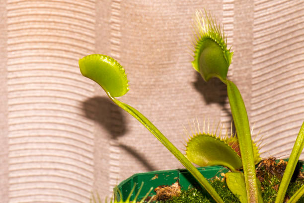 venus flytrap (dionaea muscipula), planta carnívora - venus fly trap fotografías e imágenes de stock