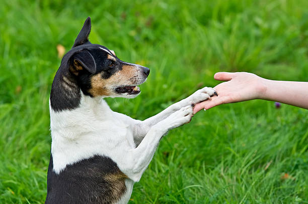 istock Dog laying both paws on woman hand 121285288