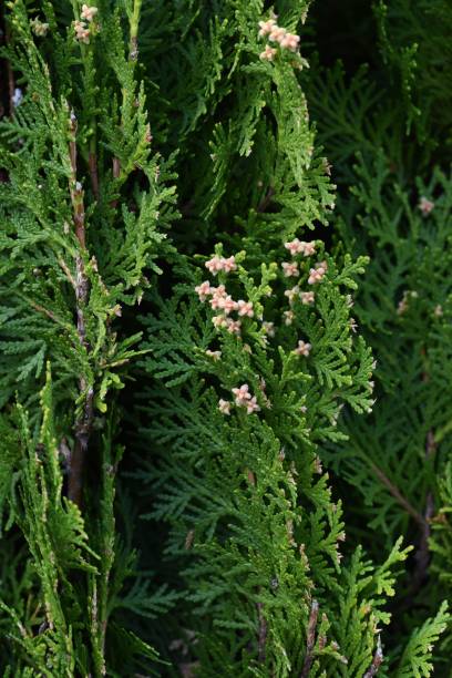 Male flower of Platycladus orientalis (Oriental arborvitae) Male flower of Platycladus orientalis (Oriental arborvitae), an evergreen conifer. thuja orientalis stock pictures, royalty-free photos & images