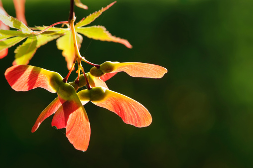 Close-up of back-lit red maple seeds.  Sometimes these are called helicopter seeds.