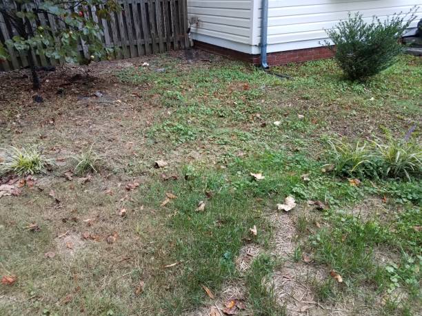 istock gutter downspout and weeds and green grass in yard 1212858471