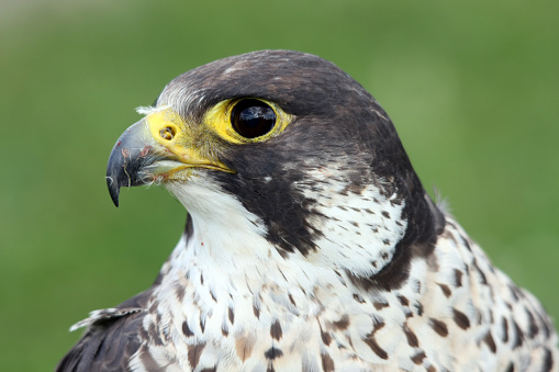 portrait of a peregrine falcon (falco peregrino)