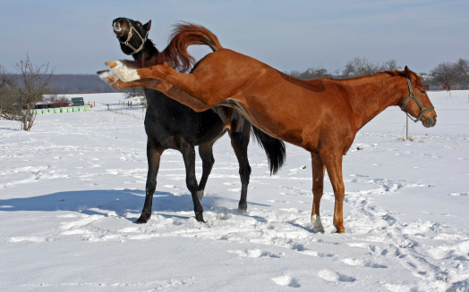 two horses fighting on a horsefield in the snow