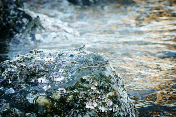 istock Mud skipper On the rock by the sea 1212861589