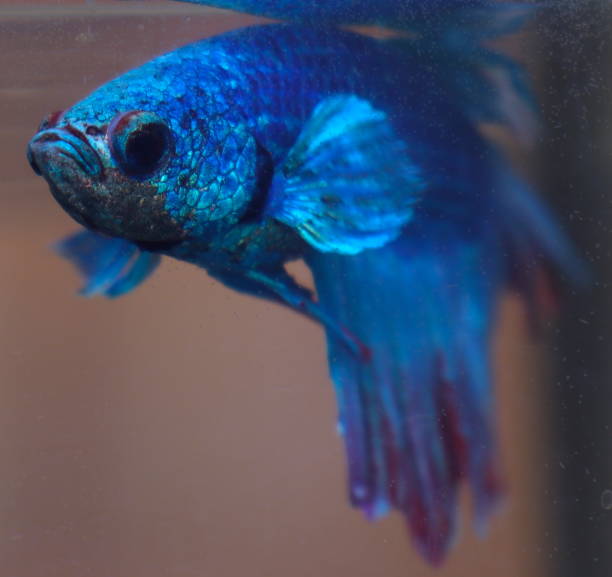 istock Turquoise and Blue Siamese fighting fish in a home aquarium Beta fish 1212863277