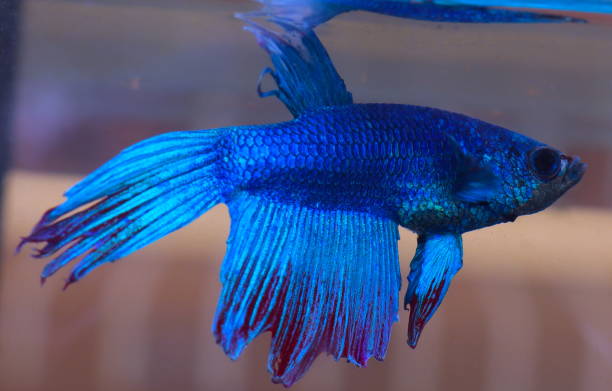 istock Turquoise and Blue Siamese fighting fish in a home aquarium Beta fish 1212863278