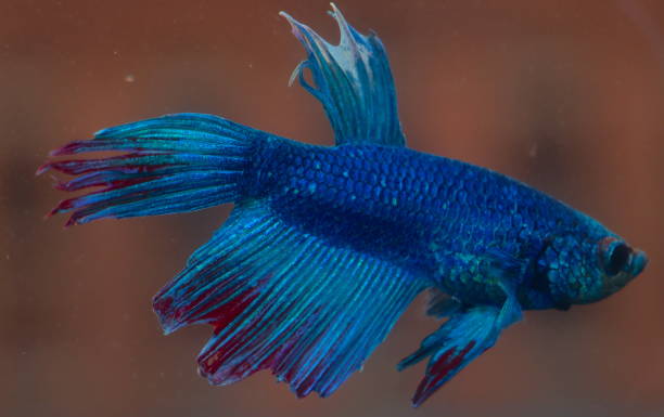 istock Turquoise and Blue Siamese fighting fish in a home aquarium Beta fish 1212863288