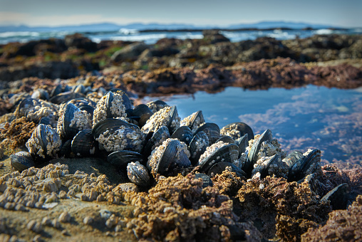 Clusters of mussels on the beach at Botanical Beach near Port Renfrew BC.