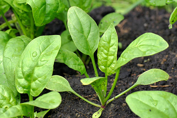 How To Grow Spinach From Seed In Winter: Simple Best 7 Steps