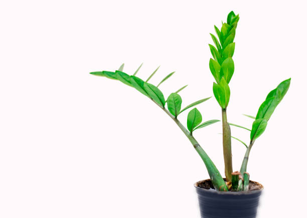 istock Zamioculcas Zamiifolia (AKA: ZZ PLANT) 1212865202