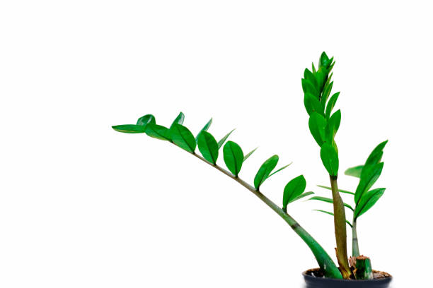 istock Zamioculcas Zamiifolia (AKA: ZZ PLANT) 1212865203