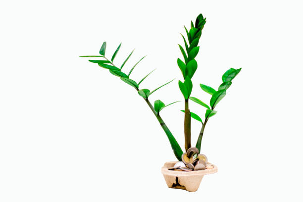 istock Zamioculcas Zamiifolia (AKA: ZZ PLANT) 1212865260