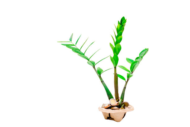 istock Zamioculcas Zamiifolia (AKA: ZZ PLANT) 1212865264