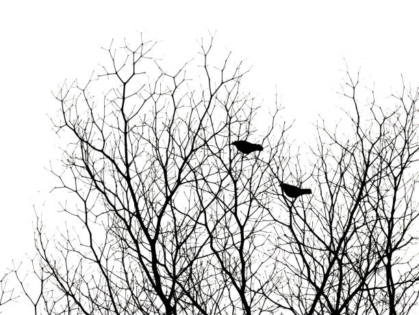 istock silhouette of dry branch isolated on white background. 1212866133
