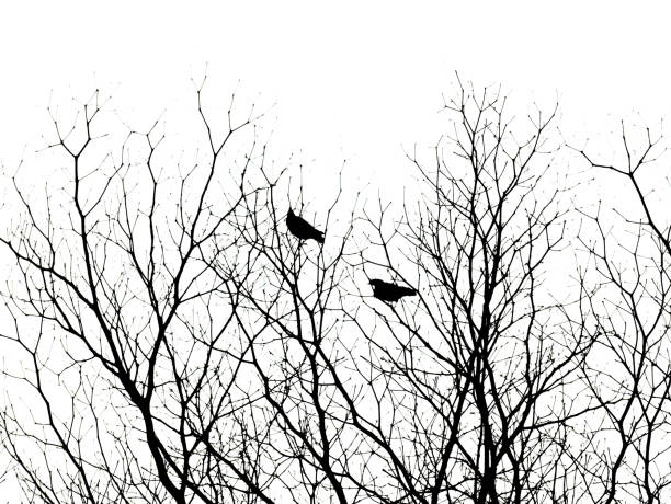 istock silhouette of dry branch isolated on white background. 1212866139