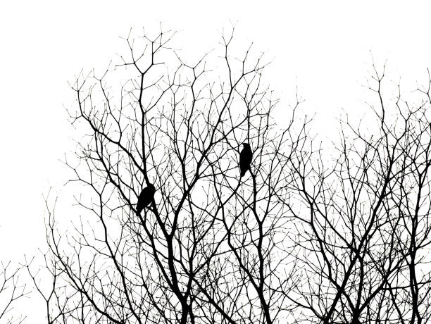 istock silhouette of dry branch isolated on white background. 1212866146