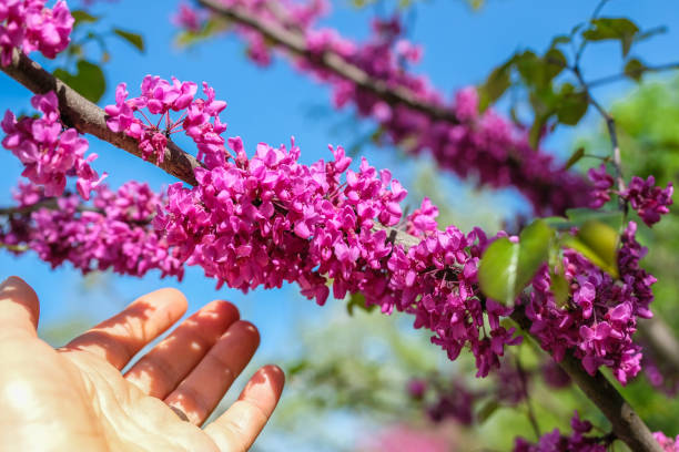 istock Blooming redbud tree flowers with woman's hand 1212866154