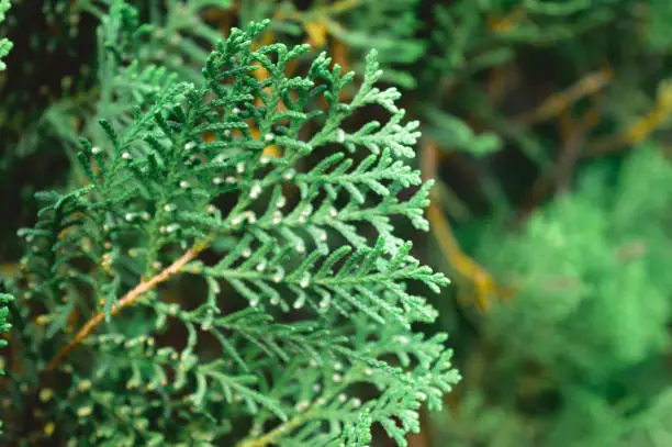 Green color western red cedar plant leaf in bloom. Close-up. Focus on foreground object. Abstract texture colored background. Environmental conservation textured effect. Copy space room right side.