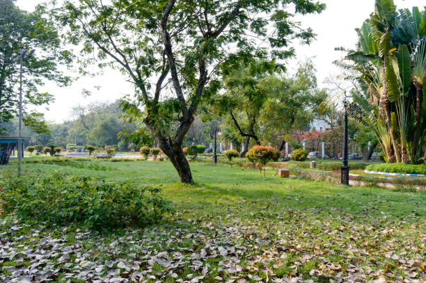 un arbre sur la prairie verte d’herbe de couleur. aménagement paysager d’un parc public. saison de printemps officiel jardin topiaire. fond décoré de cour avant ou arrière. caractéristiques du jardin. new jersey. - landscaped front or back yard grass green photos et images de collection