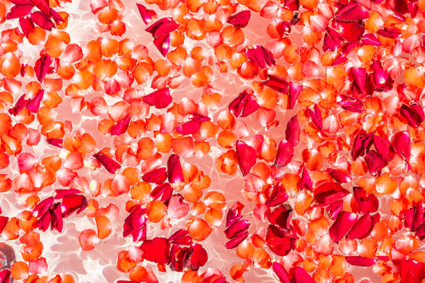 istock Red rose flower on water in bathtub decoration interior 1212869274