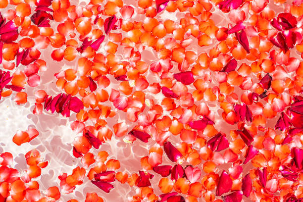 istock Red rose flower on water in bathtub decoration interior 1212869367