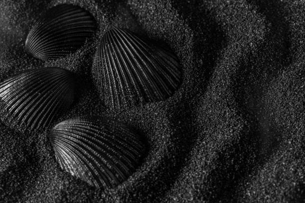 istock Black shell on a black sand dunes background. Black design. 1212869493