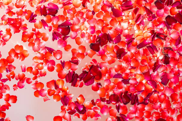istock Red rose flower on water in bathtub decoration interior 1212870672