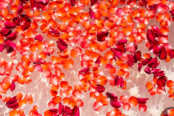 istock Red rose flower on water in bathtub decoration interior 1212870687