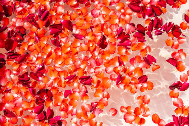 istock Red rose flower on water in bathtub decoration interior 1212870714