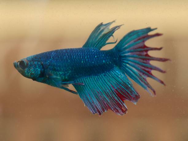istock Turquoise and Blue Siamese fighting fish in a home aquarium Beta fish 1212871928