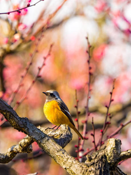 daurian redstart i śliwka - phoenicurus zdjęcia i obrazy z banku zdjęć