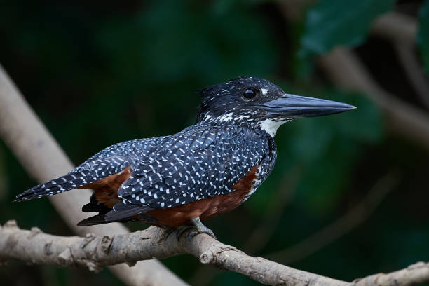 istock Giant kingfisher (Megaceryle maxima) 1212874787
