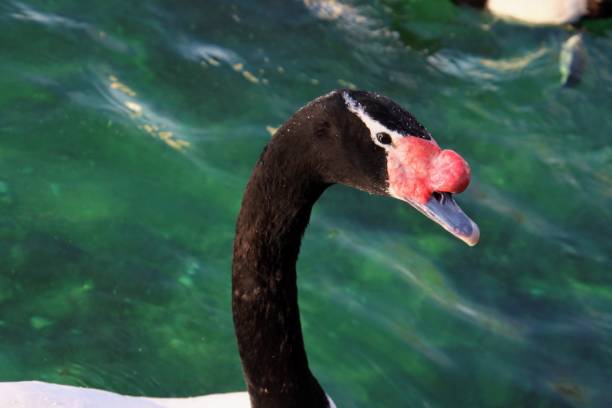 Black-necked Swan on a lake (Cygnus melancoryphus)