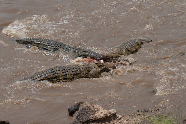 istock Three crocodiles fighting for Kill in Mara River at Masai Mara, Kenya, Africa 1212875512
