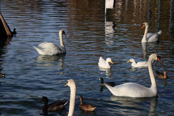 istock White mute swan swimming on blue reflecting water. 1212875644