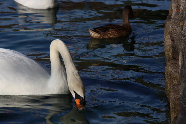 White mute swan swimming on blue reflecting water.