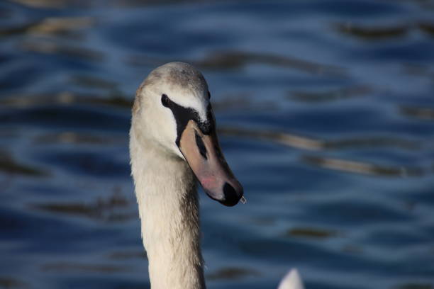 White mute swan swimming on blue reflecting water.