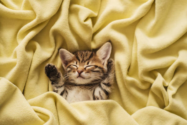 istock Kitten closed in towel warm sleepy small white 1212876939