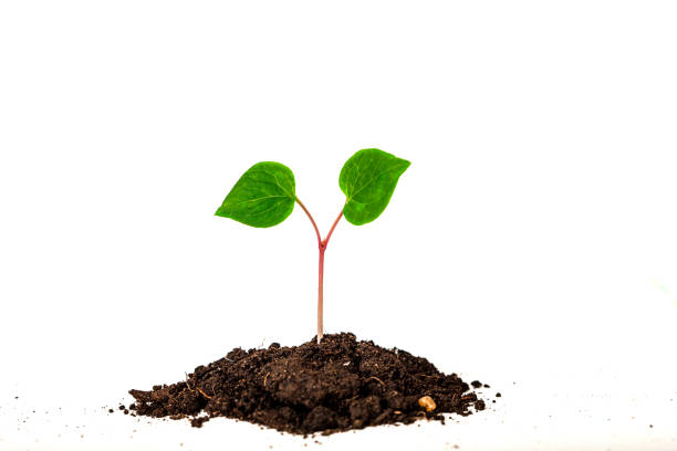 istock New Life isolated on white background 1212878220
