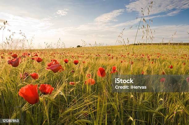 Cevadacolheita - Fotografias de stock e mais imagens de Campo agrícola - Campo agrícola, Cena Rural, Paisagem - Cena Não Urbana